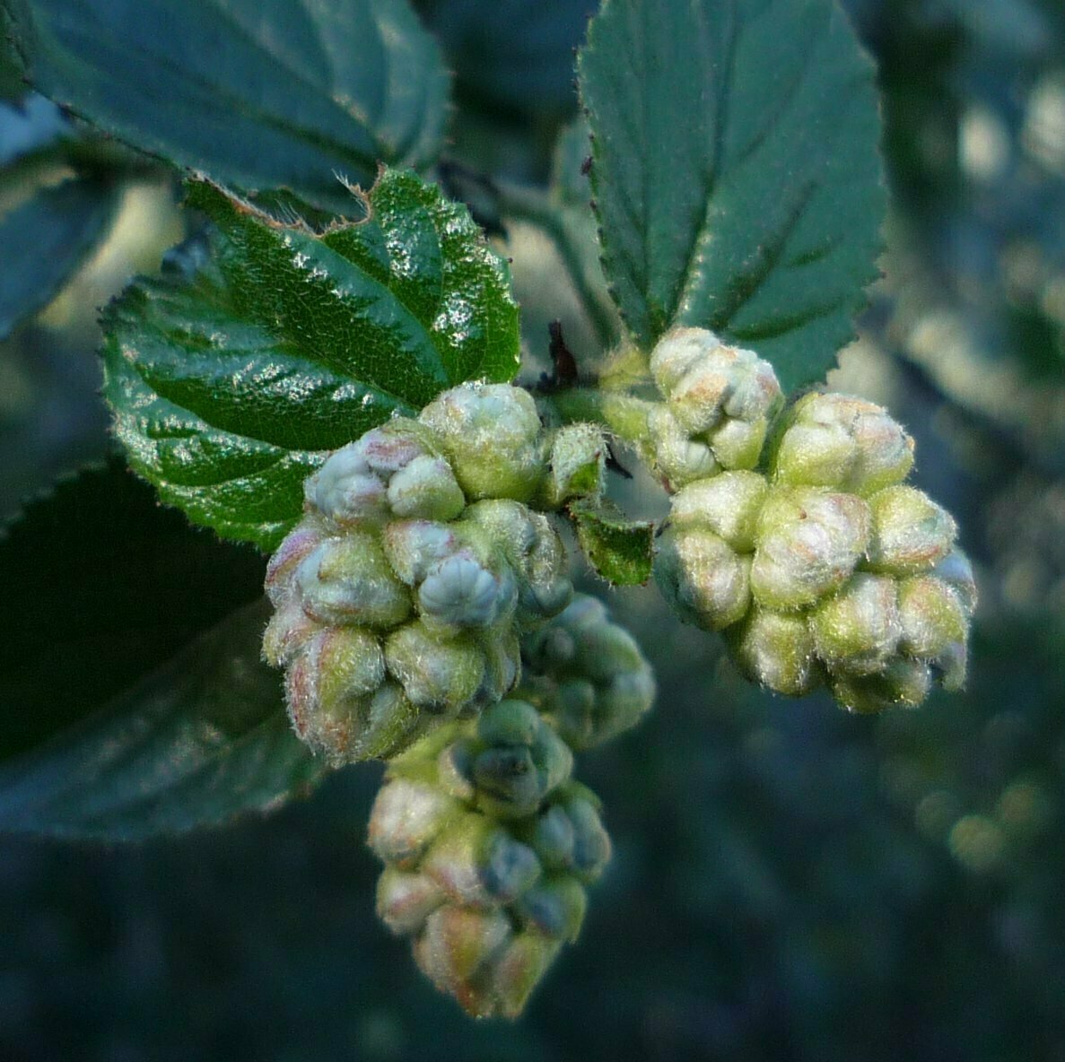 High Resolution Ceanothus oliganthus Bud